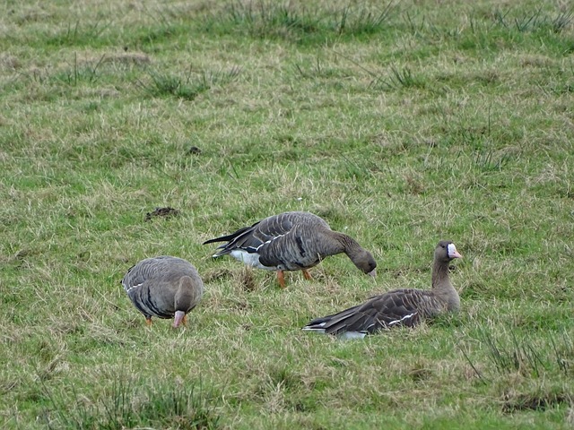迭的频率在 迭的频率在